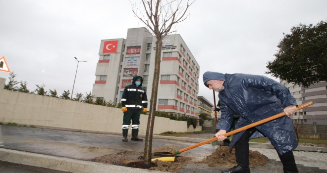 ORMAN HAFTASINDA SULTANBEYLİ'DE FİDAN DİKİLDİ ORMAN HAFTASINDA SULTANBEYLİ'DE FİDAN DİKİLDİ
