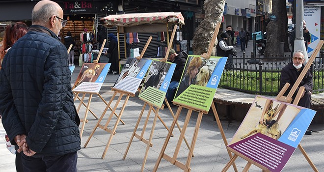 PENDİK'DE SOKAK HAYVANLARI İÇİN ANLAMLI ETKİNLİK